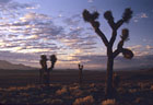 Mojave Desert landscape, sunrise and Joshua Trees.