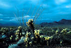 Desert landscape with Teddy Bear Chollas and El Nio's stormy skies