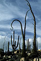 Stormy skies, Cirios and Cardon Cactus, Desengao Ruins