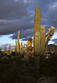 The El Nio touch, stormy evening skies and fat, water filled Cardon cacti.