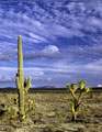Joshua Tree , Saguaro, and mackarel clouds, north of  Wickenburg, Arizona.