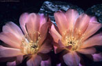 Echinopsis sp. (Lobivia) - Delicately colored flowers open nocturnally, remaining open the following morning.