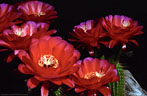 Flower group of Echinopsis (Trichocereus) x 'Cherry Red' , developed by Mark Dimmitt, Tuscon, Arizona.