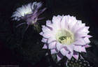 July - Flower of the night blooming Echinopsis hybrid 'Los Angeles'