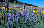 Lupine, and Mule's Ear decorate an old fence row.  Last Dollar Road.