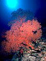 Deep-water Gorgonian off Astrolabe Reef. Kadavu, Fiji