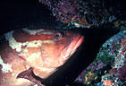 Nassau Grouper in cave mouth, West Bay, Grand Cayman Island