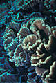 Carnation Coral, Swain reef, Great Barrier Reef, Australia
