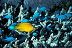 Yellow Ambonia Damselfish and Blue Chromis among Acorporian coral, Taveuni, Fiji