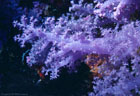 Such ice-blue and rose Soft Corals make up the 'white' of the  Great White Wall at Taveuni, Fiji