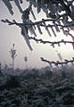 Ice fog, and icicles on an old Yucca bloom stalk.  Access road to Aguirre Springs