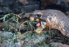 Portrait of an old Galapagos Tortoise, Isla Santa Cruz, Islas Galpagos, Ecuador