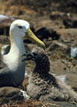 An Albatross rests beside her chick, Hood Island, Islas Galpagos, Ecuador