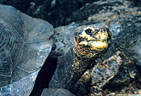 A personable old Galapagos Tortoise, Isla Santa Cruz, Islas Galpagos, Ecuador