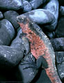A Marine Iguana from Isla Hood, Islas Galpagos, Ecuador