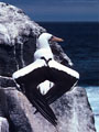 A Masked Gannet in an unusual pose, Isla Hood, Islas Galpagos, Ecuador