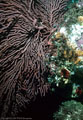 A large Gorgonian Fan and Red Tunicates at Punta Vicente Roca, Isla Fernandina, Islas Galápagos, Ecuador