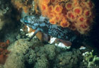 A Creole Fish in its night colors, with orange Powderpuff Coral and grey Bryzoans(?), Tagus Cove, Isla Isabela, Galápagos