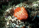 An unidentified species of orange Nudibranch, Punta Vicente Roca, Isla Fernandina, Islas Galápagos, Ecuador
