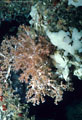 White Sponges and an unusual deep-water Soft Coral, at the mouth of an underwater cave, Isla Champion, Islas Galápagos, Ecuador