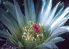 A flower of the early-blooming Echinocactus intertextus or 'Basket Cactus'. - Western Foothills