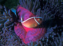 Flamingo collared Sea Anemone and Skunk Clownfish, Marion Reef, Coral Sea, Australia