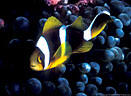 Juvenile form of Twin-barred Anemone Fish, Astrolabe Reef, Kadavu, Fiji