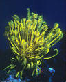 Golden Crinoid, Marion reef, Coral Sea, Australia