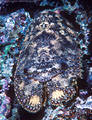 A Slipper Lobster blends with its environment, night dive, Astrolabe Reef, Kadavu, Fiji