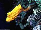 Yellow Stalked Ascidian, Marion Reef, Coral Sea, Australia