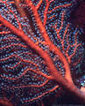 Gorgonian with polyps, Astrolabe Reef, Kadavu, Fiji
