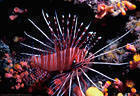 Turkey Fish with orange Tubastreas  in cave on night dive, Astrolabe Reef, Kadavu, Fiji