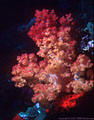 Many colored Soft Coral with Red Encrusting Sponge, Astrolabe Reef, Kadavu, Fiji
