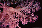 Delicately colored branching Soft Coral with yellow spicules