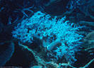 A pale blue, tree-like Soft Coral at Swain Reef, Great Barrier Reef, Coral Sea, Australia