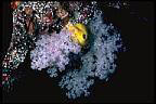 A yellow Sponge and pale violet Soft Coral at Astrolabe reef, Kandavu, Fiji