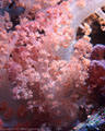 A soft peach colored Soft Coral, Astrolabe Reef, Kadavu, Fiji