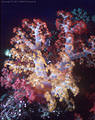 Multicolored Soft Coral, Astrolabe Reef, Kadavu, Fiji
