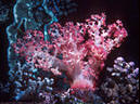 Apricot colored Soft Coral from a Bommy on Marion Reef, Coral Sea, Australia