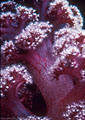 An attractive Soft Coral with maroon spicules, at Astrolabe Reef, Kadavu, Fiji