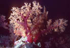 A large, tree-like deep-water Soft Coral at the base of a deep wall at Astrolabe Reef, Kadavu, Fijil