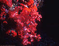 A vivid red Soft Coral with Red Encrusting Sponges on Marion Reef, Coral Sea, Australia