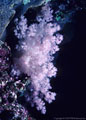 A pale violet Soft Coral from the mouth of a shallow underwater cave at Astrolabe Reef, Kadavu, Fiji