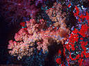 This multicolored Soft Coral and Red Encrusting Sponge are typical of the Color Wall, Astrolabe Reef, Kadavu, Fiji