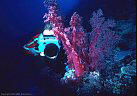 An Underwater photographer composes a shot of a large, deep water burgundy Soft Coral.