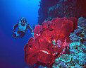 A Scuba Diver and Sea Fans on one of Astrolabe Reef's near vertical walls.