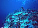 A Scuba Diver carefully moves over a garden of Hard Corals, on Astrolabe Reef.