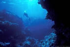 A Scuba diver swims over the impressive topography of Astrolabe Reef, Fiji