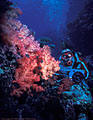 A Scuba diver off a wall covered with Soft Corals - Astrolabe Reef