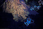A Scuba Diver examines a Gorgonian suspended from the roof of an underwater arch.